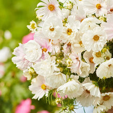 Load image into Gallery viewer, 25 Cupcakes Blush Cosmos Flower Seeds