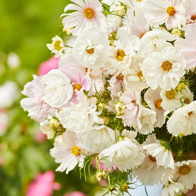 マークス　コフレ　フルール　シングル　フラワー 25 Cupcakes Blush Cosmos Flower Seeds – New Hill Farms