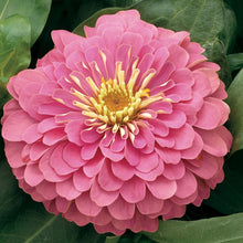 Load image into Gallery viewer, 100 Blushing Bride Pastel Mix Zinnia Flower Seeds