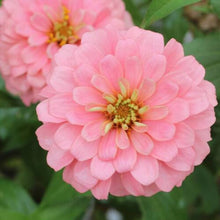 Load image into Gallery viewer, 100 Blushing Bride Pastel Mix Zinnia Flower Seeds