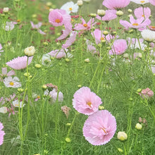 Load image into Gallery viewer, 25 Cupcakes Blush Cosmos Flower Seeds
