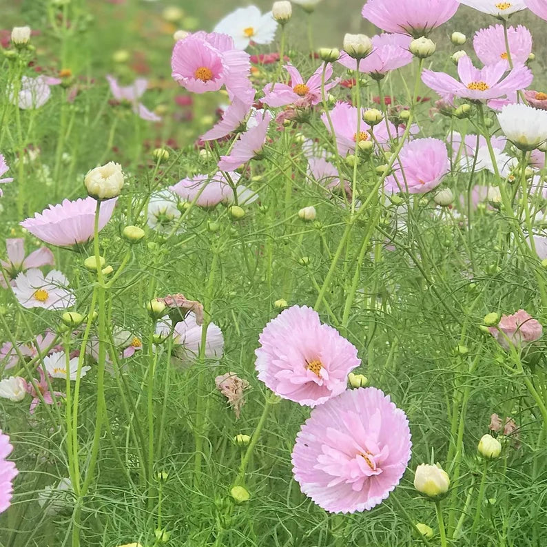 cupcake cosmos flower seeds 25 Cupcakes Blush Cosmos Flower Seeds