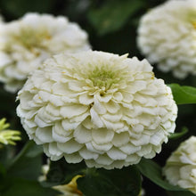 Load image into Gallery viewer, 100 Blushing Bride Pastel Mix Zinnia Flower Seeds