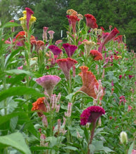 Load image into Gallery viewer, 200 Celosia Supercrest Flower Seeds