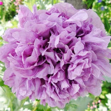 Load image into Gallery viewer, 500 Double Peony Poppy Flower Seeds