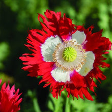 Load image into Gallery viewer, 300 Danish Flag Poppy Flower Seeds