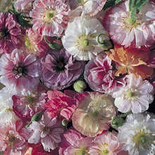 Load image into Gallery viewer, 300 Angel's Choir Poppy Flower Seeds