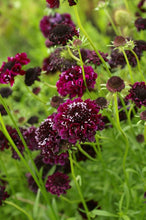 Load image into Gallery viewer, 50 Mixed Color Scabiosa / Pincushion Flower Seeds