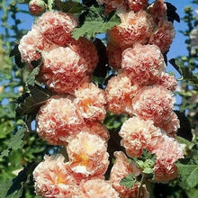 Load image into Gallery viewer, 25 Chaters Double Salmon Hollyhock Flower Seeds