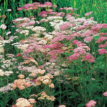 Load image into Gallery viewer, 50 "Colorado" Pastel Mix Yarrow Flower Seeds