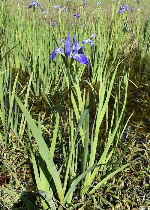 planting iris seeds 50 Wild Blue Iris Flower Seeds