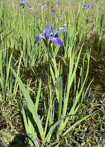 50 Wild Blue Iris Flower Seeds