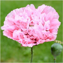 Load image into Gallery viewer, 500 Double Peony Poppy Flower Seeds