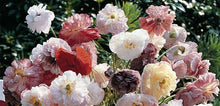 Load image into Gallery viewer, 300 Angel's Choir Poppy Flower Seeds