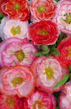 Load image into Gallery viewer, 300 Falling in Love Poppy Flower Seeds