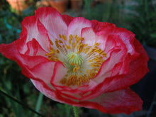 Load image into Gallery viewer, 300 Falling in Love Poppy Flower Seeds