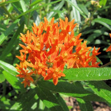 Load image into Gallery viewer, 50 Orange Butterfly Weed Flower Seeds