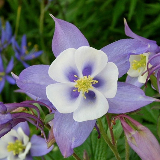 columbine flower seeds 200 McKana Giants Mix Columbine Flower Seeds