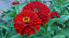 Load image into Gallery viewer, 100 Giant Zinnia "Will Rodgers" Red Flower Seeds