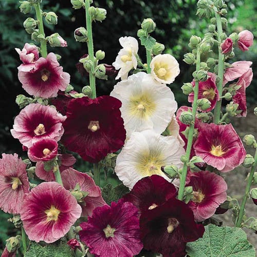 planting hollyhock seeds in spring 50 Indian Spring Heirloom Hollyhock Flower Seeds