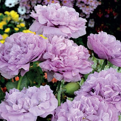 peony flower seeds 300 Purple Double Peony Poppy Flower Seeds