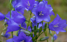 Load image into Gallery viewer, 300 Blue Bell Flower Seeds
