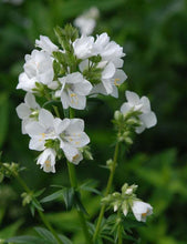 Load image into Gallery viewer, 50 Pearl White Jacobs Ladder Flower Seeds