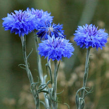 Load image into Gallery viewer, 300 Blue Bachelor Button Seeds
