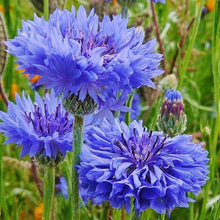 Load image into Gallery viewer, 300 Blue Bachelor Button Seeds