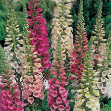 Load image into Gallery viewer, 1000 Excelsior Foxglove Flower Seeds