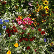 Load image into Gallery viewer, 2000+ Butterfly and Hummingbird Flower Seed Mix