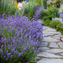 Load image into Gallery viewer, 400+ True English Lavender Seeds