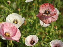 Load image into Gallery viewer, 100 Mother of Pearl Poppy Flower Seeds