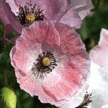 Load image into Gallery viewer, 100 Mother of Pearl Poppy Flower Seeds
