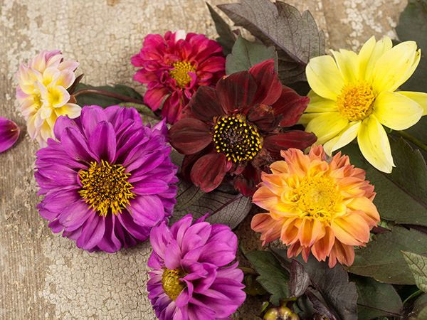 30 Redleaf Dwarf Dahlia Flower Seeds