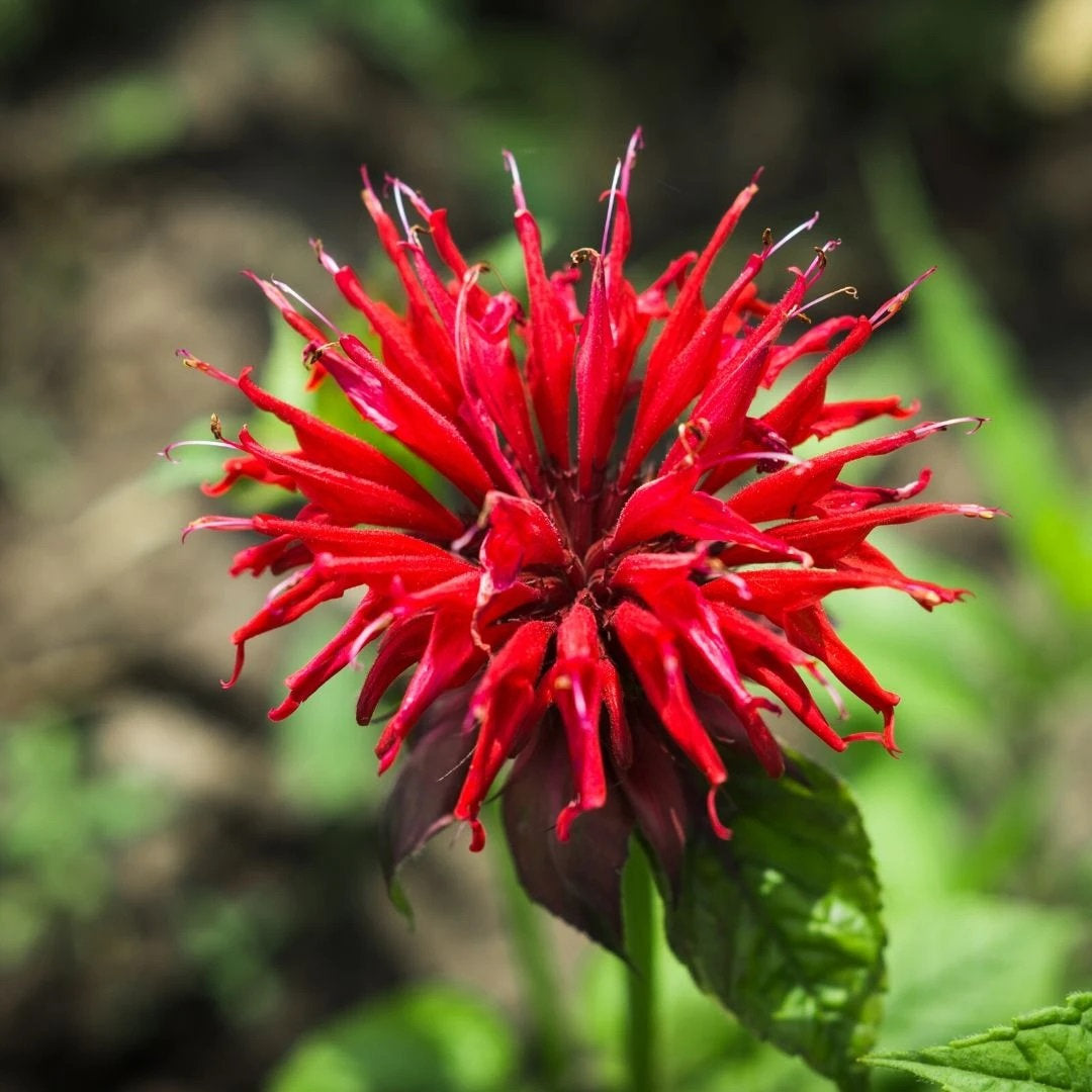 bee balm plant seeds 25 Red Bee Balm Flower Seeds