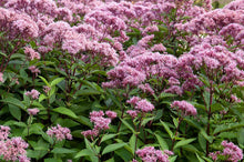Load image into Gallery viewer, 300 Purple Joe Pye Weed Flower Seeds