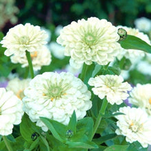 Load image into Gallery viewer, 100 Giant Zinnia "Purity" White Flower Seeds