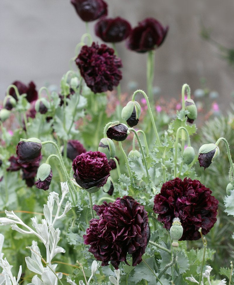poppy flower seed 300 Black Double Peony Poppy Flower Seeds