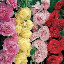 Load image into Gallery viewer, 50 Summer Carnival Hollyhock Flower Seeds