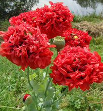 Load image into Gallery viewer, 500 Red Double Peony Poppy Flower Seeds