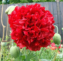Load image into Gallery viewer, 500 Red Double Peony Poppy Flower Seeds