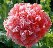 Load image into Gallery viewer, 500 Salmon Double Peony Poppy Flower Seeds