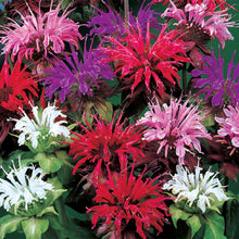 Load image into Gallery viewer, 50 Bee Balm Mixed Color Flower Seeds