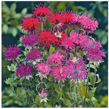 Load image into Gallery viewer, 50 Bee Balm Mixed Color Flower Seeds