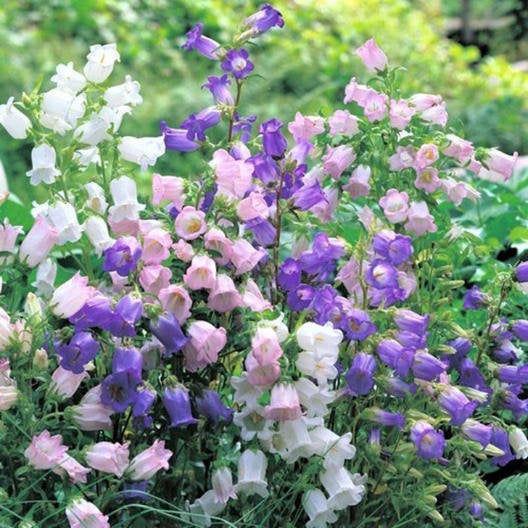 300 Cup and Saucer Bell Flower Seeds – New Hill Farms