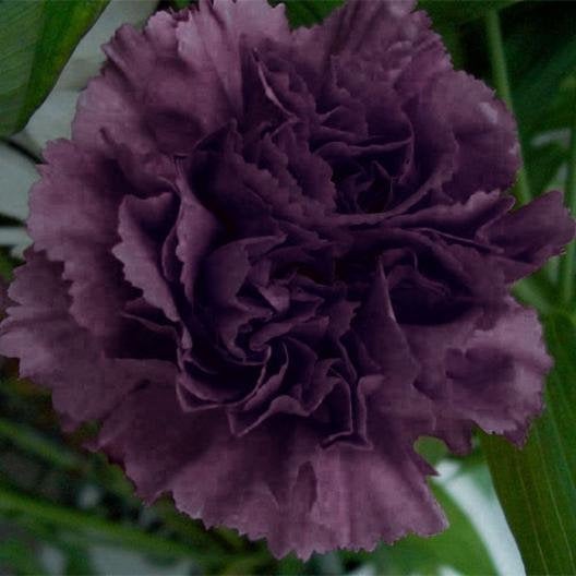 carnation flower seeds 100 Dark Purple French Carnation Flower Seeds