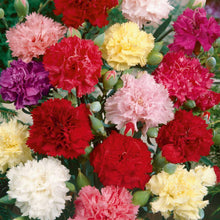 Load image into Gallery viewer, 200 Chaubaud Mix French Carnation Seeds