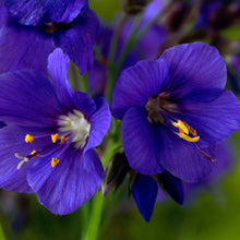 Load image into Gallery viewer, 50 Blue Jacobs Ladder Flower Seeds