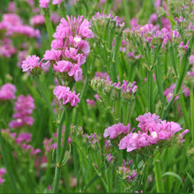 Load image into Gallery viewer, 50 Pacific American Beauty Rose Statice Flower Seeds